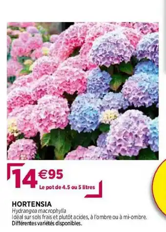Hortensia