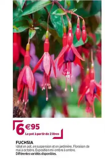 Delbard Fuchsia offre