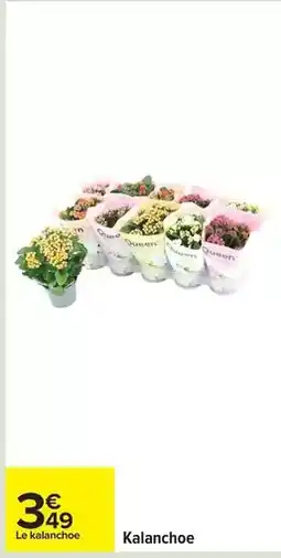 Carrefour Drive Kalanchoe offre