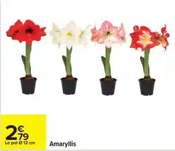 Carrefour Drive Amaryllis offre