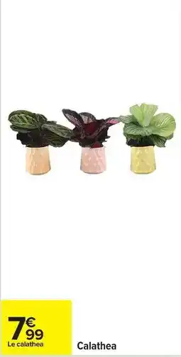 Carrefour Drive Calathea offre