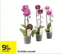 Carrefour Drive Orchidée cascade offre