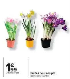 Carrefour Drive Bulbes fleurs en pot offre