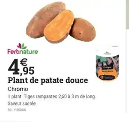 Espace emeraude Plant de patate douce offre