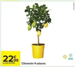 Carrefour Citronnier 4 saisons offre