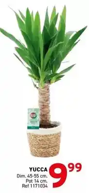 Trafic Dim - yucca offre