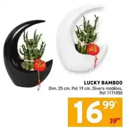 Trafic Dim - lucky bamboo offre