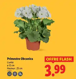 Lidl Primevère Obconica offre