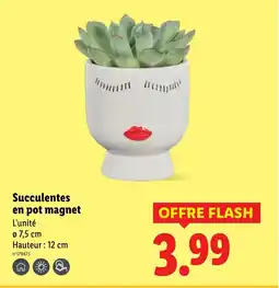 Lidl Succulentes en pot magnet offre