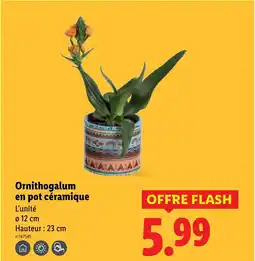 Lidl Ornithogalum en pot céramique offre