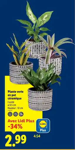 Lidl Plante verte en pot céramique offre