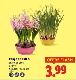Lidl Coupe de bulbes offre