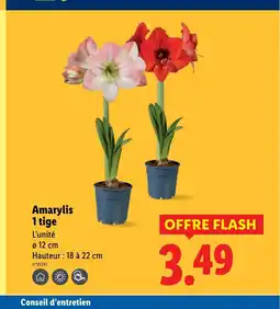 Lidl Amarylis 1 tige offre