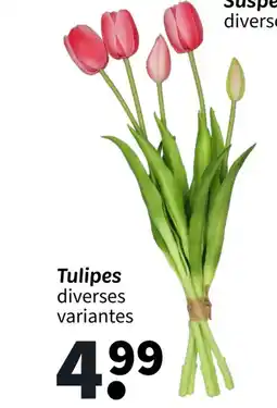 Wibra Tulipes offre