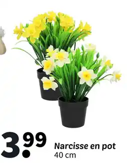 Wibra Narcisse en pot offre