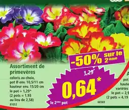Norma Assortiment de primevères offre