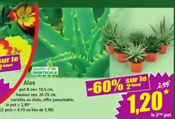Norma Aloe offre