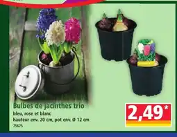 Norma Bulbes de jacinthes trio offre