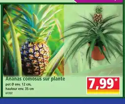 Norma Ananas comosus sur plante offre