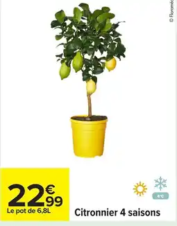 Carrefour Citronnier 4 saisons offre