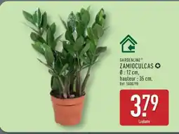 ALDI Zamioculcas offre