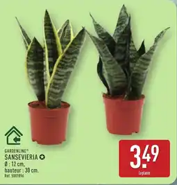 ALDI GARDENLINE Sansevieria offre