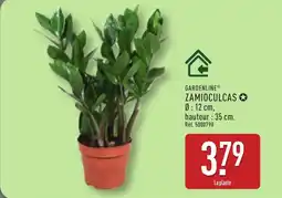ALDI GARDENLINE Zamioculcas offre
