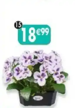Maximo Jardinière de pensées offre