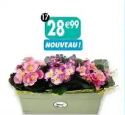 Maximo Jardinière de primevères offre