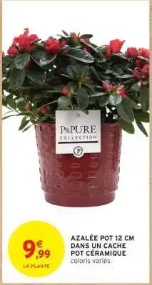 Intermarché Hyper Azalée Pot 12 cm offre