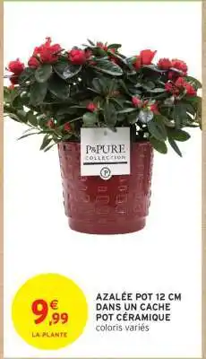 Intermarché AZALÉE POT 12 CM DANS UN CACHE POT CÉRAMIQUE offre
