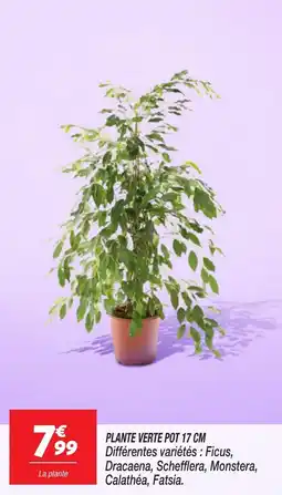 Netto Plante verte pot offre