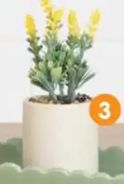 b&m Fleur dans pot coloré offre