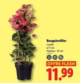 La Foir'Fouille Boite verre ou 1.18l offre