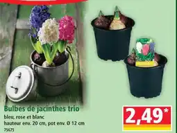 Norma Bulbes de jacinthes trio bleu offre