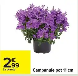 Carrefour Campanule pot offre
