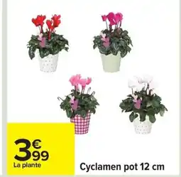 Carrefour Cyclamen pot offre