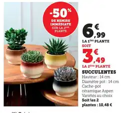 Bi1 Succulentes offre
