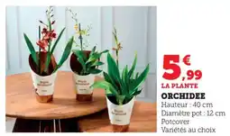 Bi1 Orchidee offre