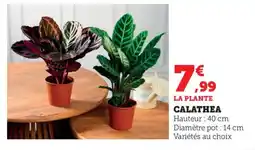 Bi1 Calathea offre