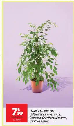 Netto Plante verte pot 17 cm ficus offre