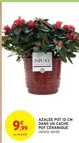 Intermarché P&pure collection azalée pot 12 cm dans un cache pot céramique offre