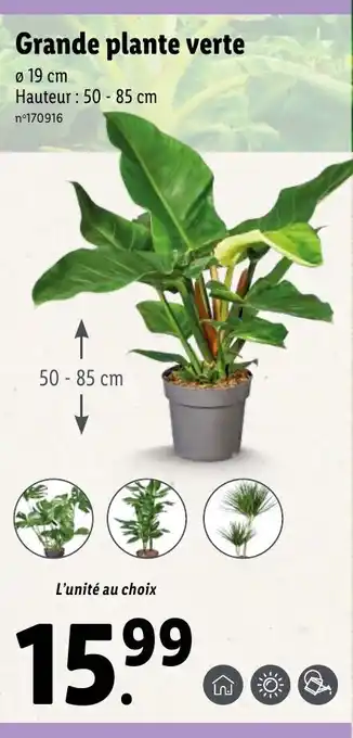 Grande plante verte