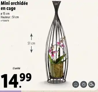 Lidl Mini orchidée en cage offre