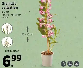 Lidl Orchidée collection offre