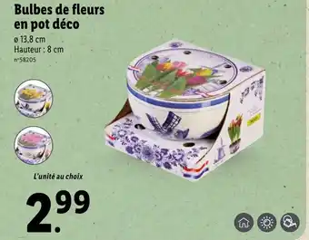 Lidl Bulbes de fleurs en pot déco offre