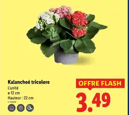 Lidl Kalanchoé tricolore offre
