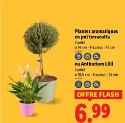 Lidl Plantes aromatiques en pot terracotta offre