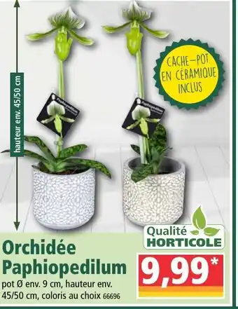Norma Orchidée Paphiopedilum offre