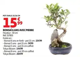 Auchan Bonsaï 6 ans avec pierre offre